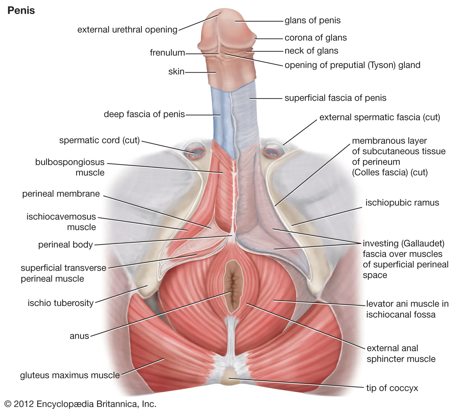 Medical Conditions That Affect Sperm Count